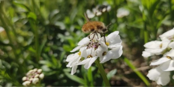 bombyle sur une fleur