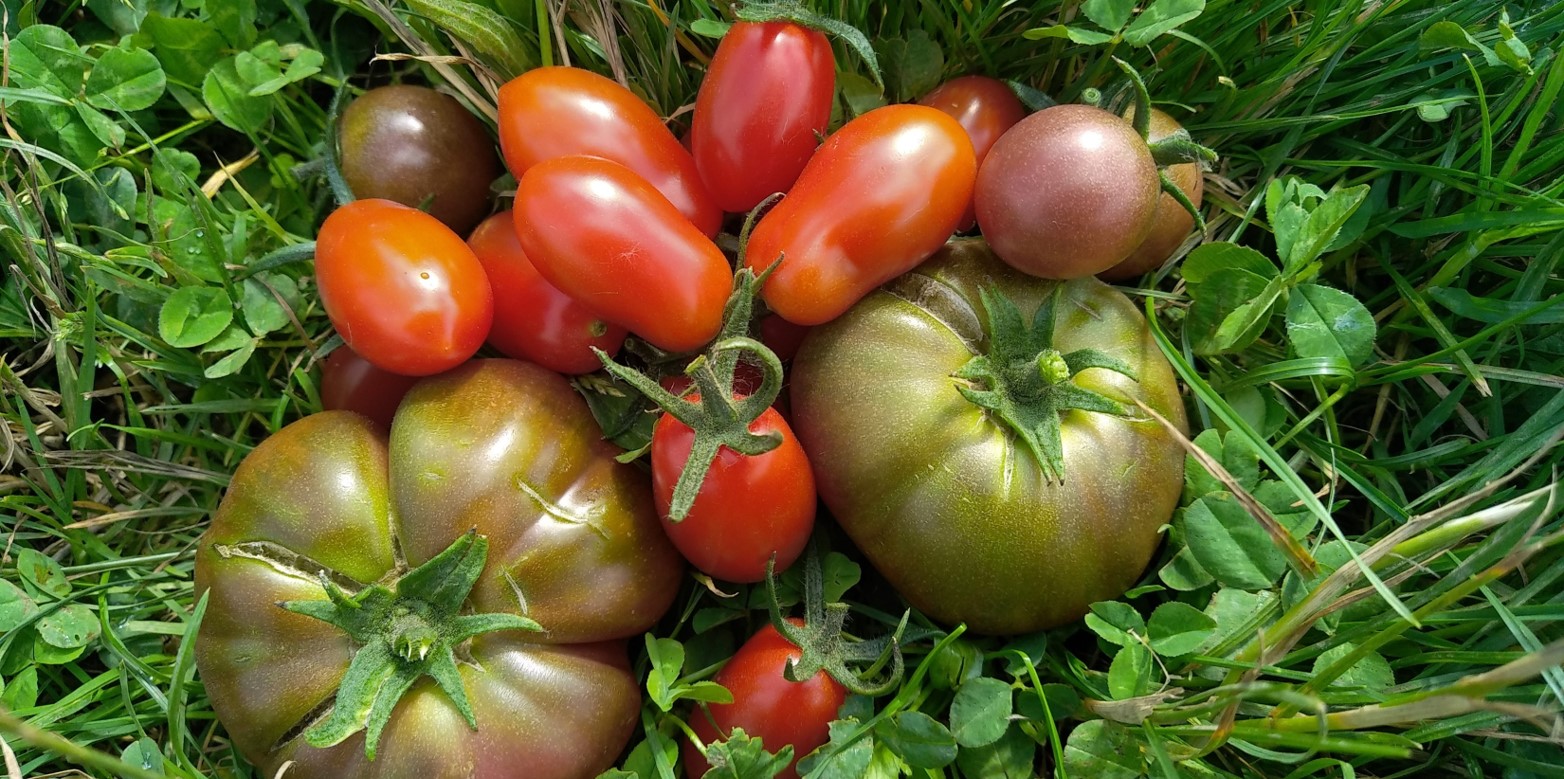 tomate