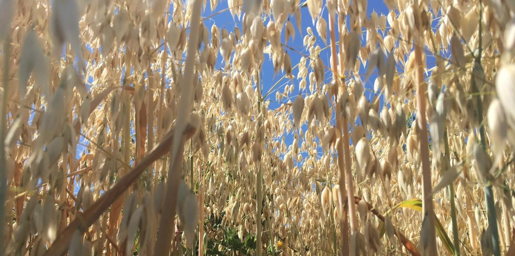 champ de blé