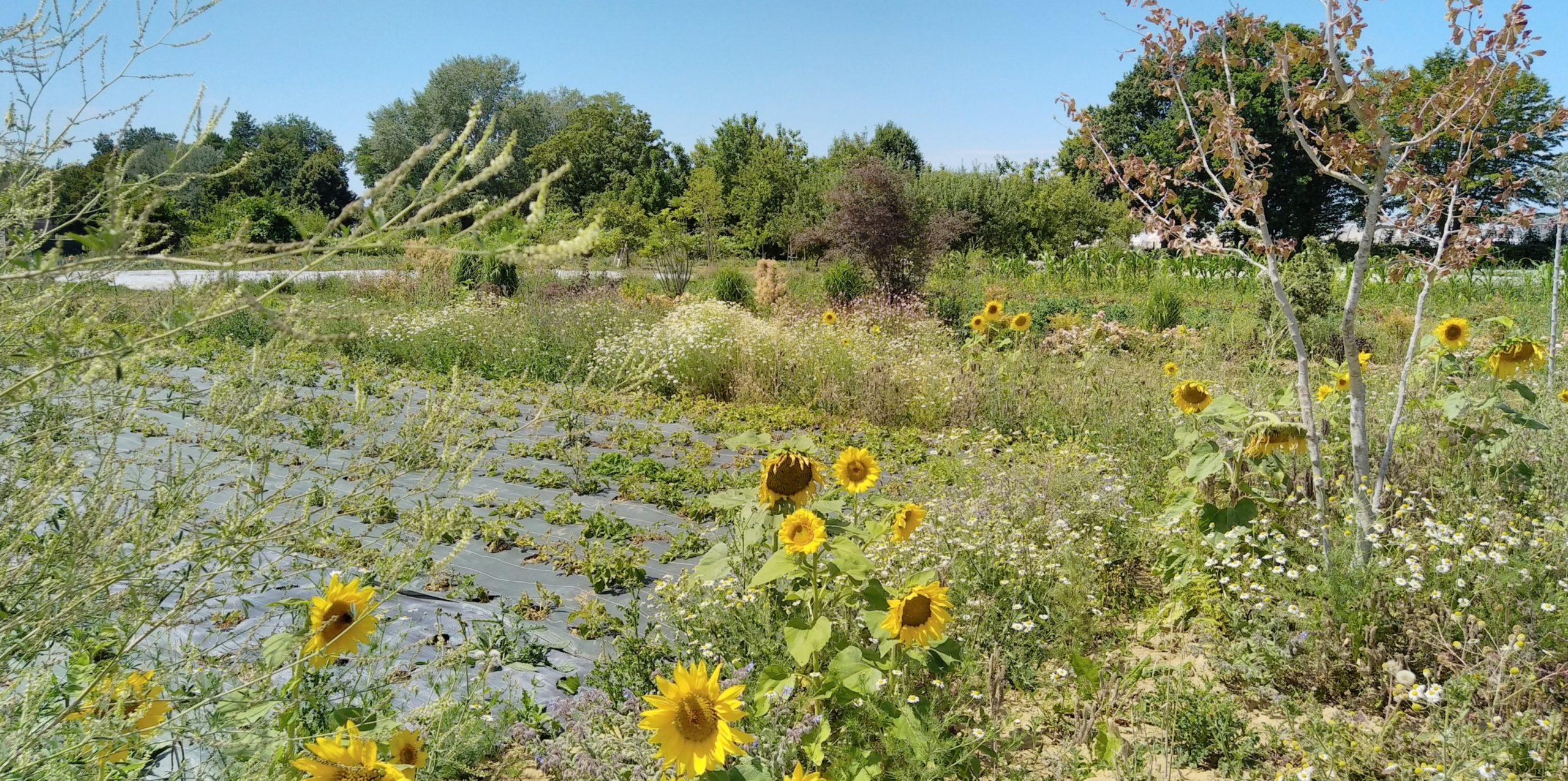 champ avec des tournesols